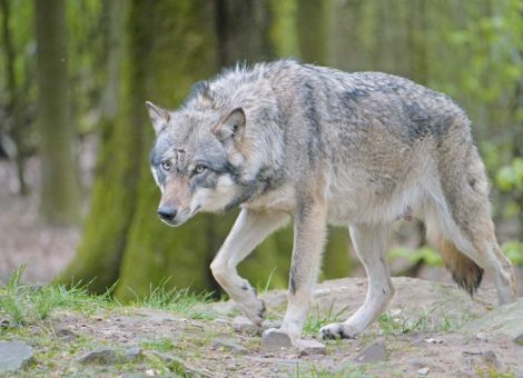 EuGH setzt enge Grenzen für regionale Bejagung des Wolfs
