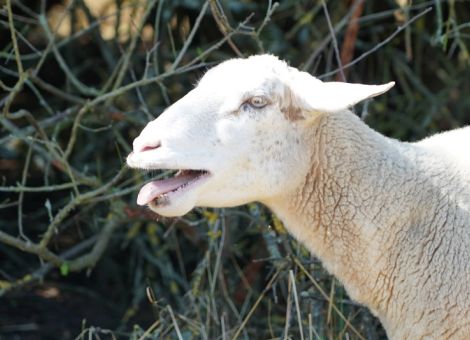 Blauzungenkrankheit auch im Landkreis Limburg-Weilburg