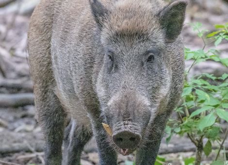 ASP: Praktikable Lösungen sind gefragt 
