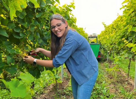 Start der Weinlese in der Pfalz für ersten Federweißen