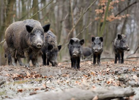 Erstmals Hausschwein von ASP in Rheinland-Pfalz betroffen
