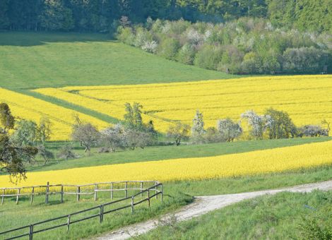Winterrapssorten decken viele Anbaubedingungen ab 