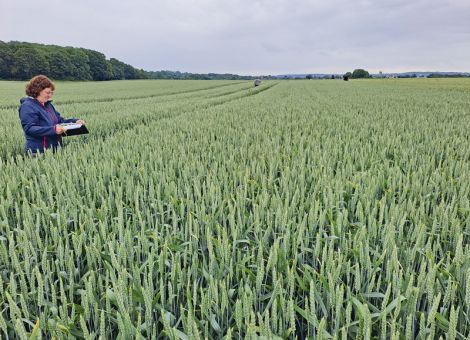 Getreide-Vermehrung hat wieder zugenommen 