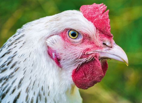 Seuchen bei Vögeln stehen im Mittelpunkt