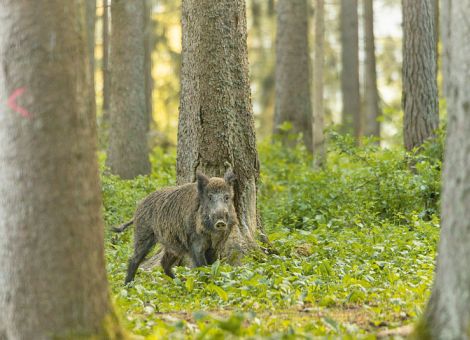 Verbreitung der Afrikanischen Schweinepest verhindern