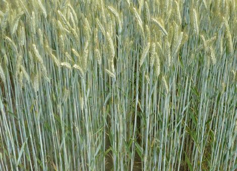 Wintertriticale – eine wichtige Kultur im Ökolandbau 
