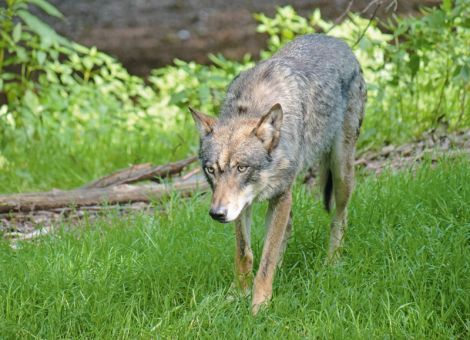 Bewegung beim Schutzstatus des Wolfs