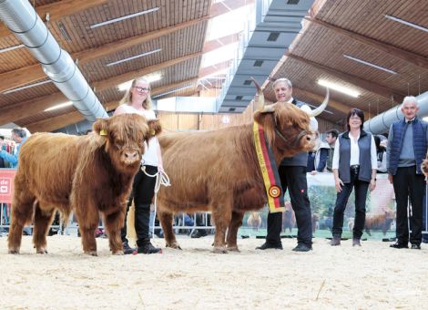 Typstarke und leistungsbereite Highland-Rinder waren im Ring