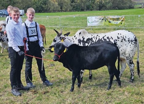 Galloways, Zwergzebus und Salers-Bulle präsentiert