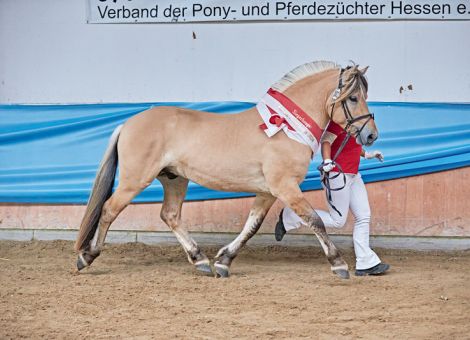 Starke Konkurrenz im Rennen um die Prämientitel