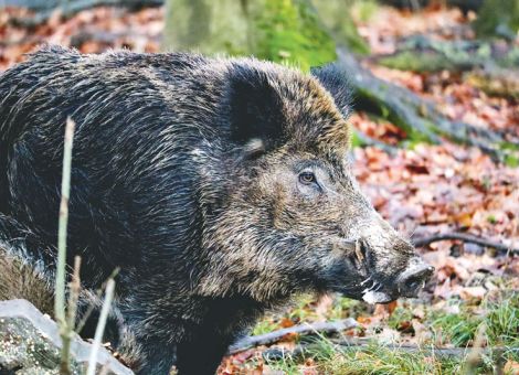 Wildschweine auf der Rettbergsaue