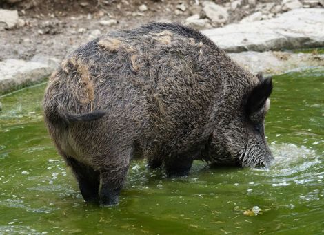 ASP-positiver Kadaver im Rhein-Hunsrück-Kreis