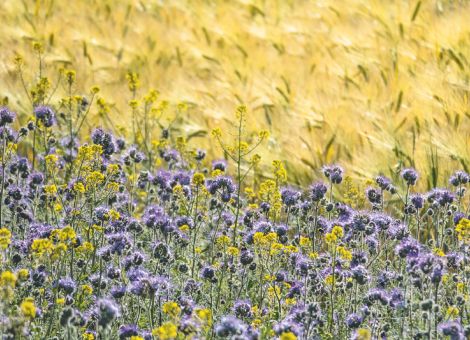 61 Mio. für umweltverträgliche Landwirtschaft