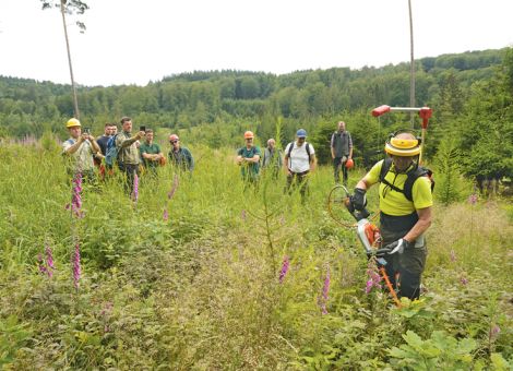 Jungbestandspflege – die beste Methode finden