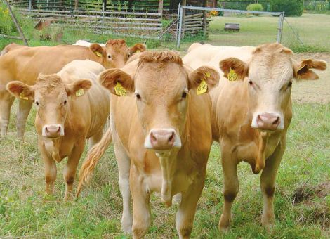 Tiergesundheit in der Mutterkuhhaltung