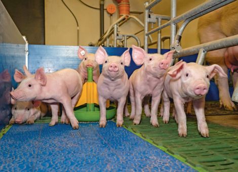 Gesunde Ferkel von der Geburt bis zur Aufzucht