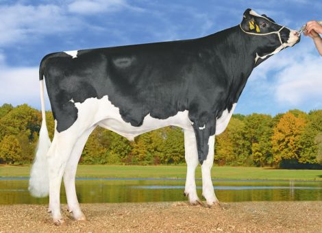 Bullenempfehlungen der Landwirtschaftskammer Rheinland-Pfalz