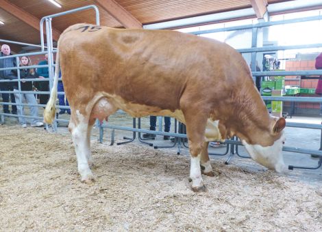 Große Nachfrage nach körperstarken Färsen mit hohen Milchleistungen