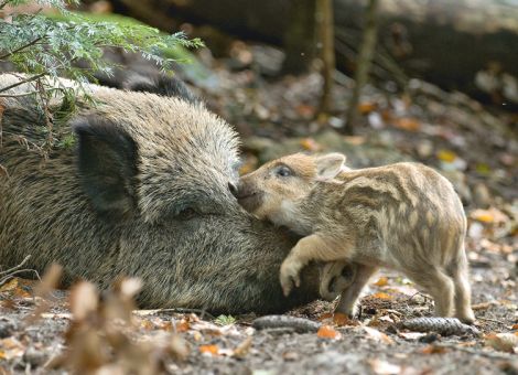 Praxis Schwarzwildbejagung – mehr Flexibilität gefordert