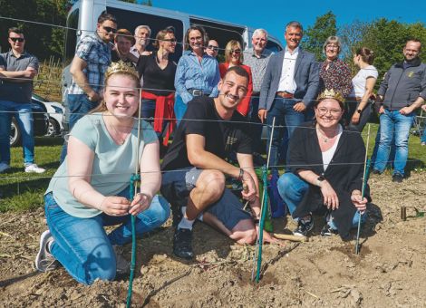 Rebenpflanzung an der Trift in Alzey-Weinheim