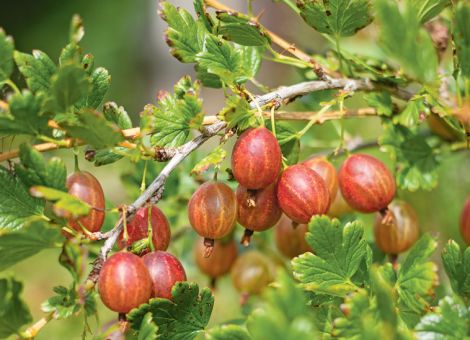 Süße und Säure in Stachelbeeren perfekt vereint