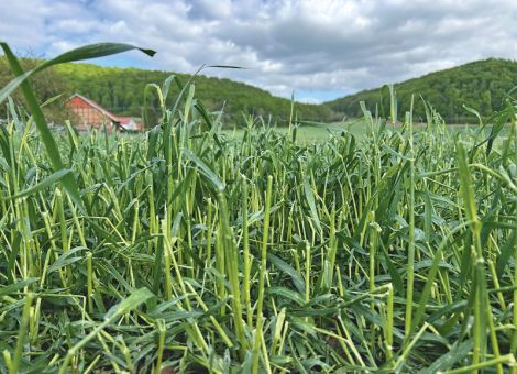 Rund 800 Schläge, 2000 ha und 80 Betriebe betroffen