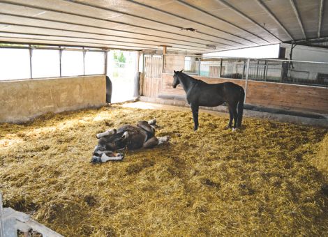 Den Stall an die Bedürfnisse des Pferdes anpassen