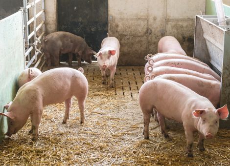 Informationen zum Tierhaltungskennzeichnungsgesetz