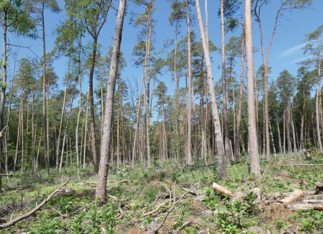 Wald und Waldbesitzer haben im Jahr 2024 aufgeatmet