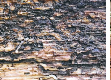 Die Eichen haben deutlich an Vitalität verloren