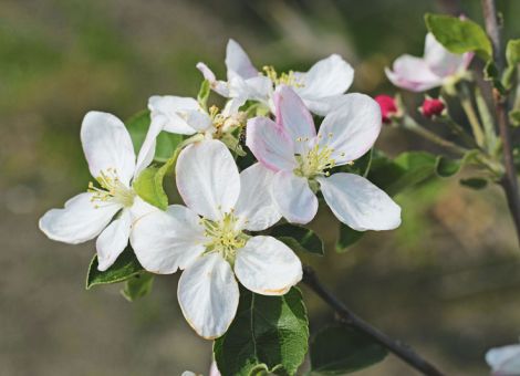 Wie geht es dem deutschen Obstbau?