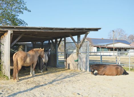 Gruppenhaltung von Pferden mit Offenställen