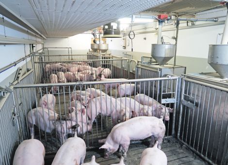 Drei Grad höhere Temperatur im Stall hat Vorteile