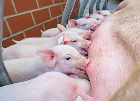 Geburtsgewicht nimmt trotz steigender Wurfgröße zu