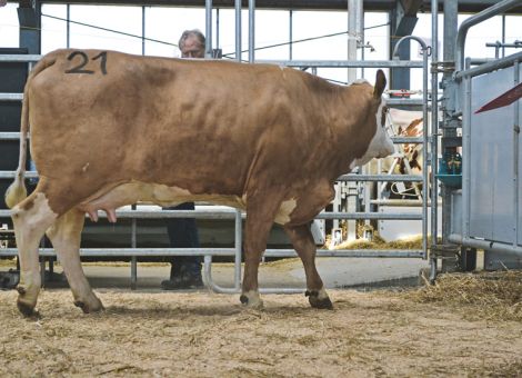 Ginger-Tochter erzielt Spitzenpreis von 4 500 Euro