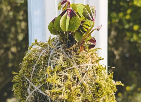 Kokedama statt Blumentopf anfertigen
