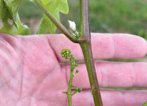 Hagelschäden in Rheinhessen und nun auch in der Pfalz