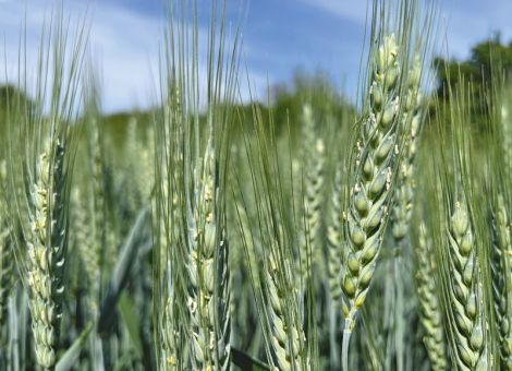 Auf Ährenfusarium und Mutterkorn-Befall achten