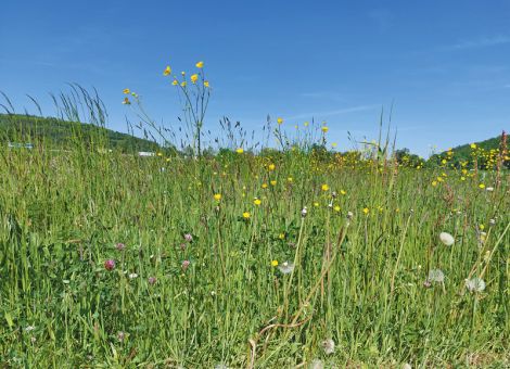 Extensives Grünland zählt zu den artenreichsten Biotopen