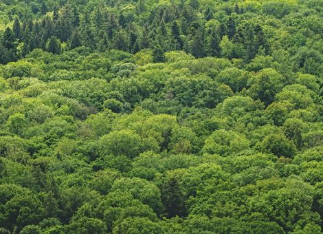 Agrarrat fordert vierte Kategorie für Entwaldungsrisiko