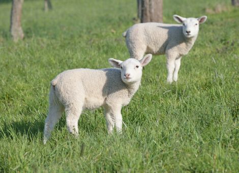 Schafzucht legt zukünftig
Wert auf kürzere Schwänze