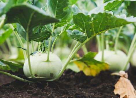 Marktkommentar Kohlrabi