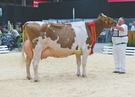 Zukunft Rind 2025: Exklusive Landesschau der Milchrinder