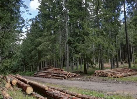 Aktuelle Zulassungssituation von Pflanzenschutzmitteln im Forst
