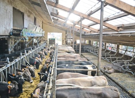 Hitzestress bei Kühen entgegenwirken