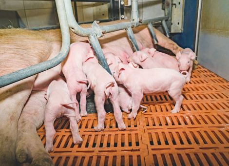 Zucht auf kürzere Schwänze für weniger Schwanzbeißen?