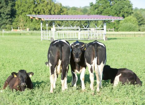 Kalbfleisch – Problemfall mit Potenzial