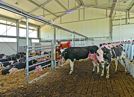 Mithilfe von Schlachtbefunden Schwachstellen erkennen