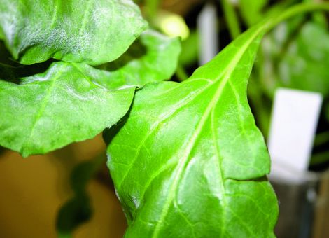 SBR-Toleranz macht anfälliger für Cercospora