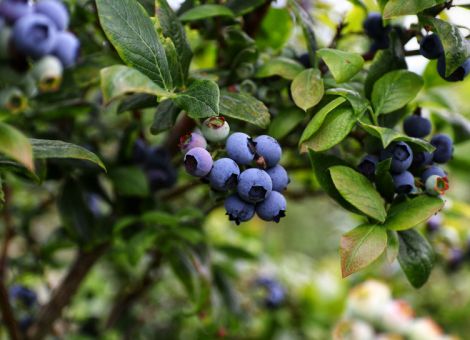 Marktkommentar Strauchbeeren